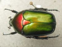 Protaetia cuprea ignicollis