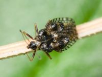Dictyla rotundata