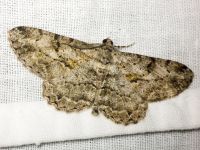 Peribatodes rhomboidaria