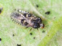 Dictyla rotundata