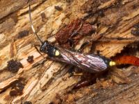 Ichneumon inquinatus