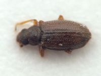 Melanophthalma