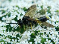 Tenthredo celtica