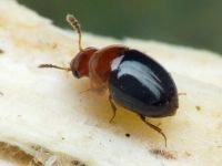 Agathidium nigripenne