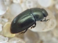 Brassicogethes aeneus