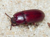 Uloma culinaris