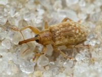 Dorytomus melanophthalmus