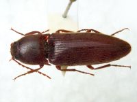 Elateridae