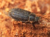 Grynocharis oblonga