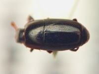 Paromalus parallelepipedus