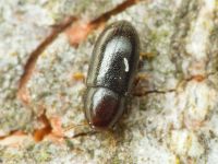 Orthocis perrisi