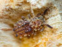 Nosodomodes diabolicus