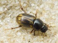 Aphodius