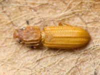 Bitoma crenata