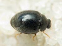 Stethorus punctillum