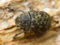 Anthribus nebulosus