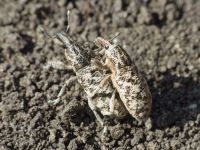 Cyphocleonus dealbatus