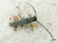 Phytoecia cylindrica