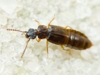 Omalium caesum