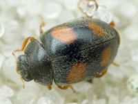 Scymnus frontalis