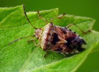Elasmucha grisea