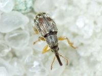 Taeniapion urticarium