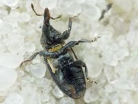 Mecinus collaris