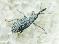 Squamapion elongatum