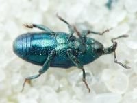 Aulacobaris picicornis