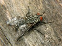 Sarcophaga carnaria
