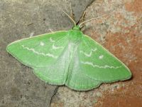 Thetidia smaragdaria