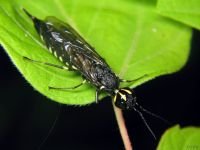 Xiphydria longicollis