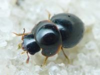 Leiodidae