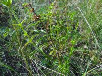 Stachys recta