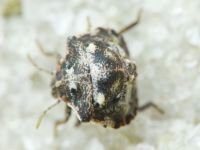 Vilpianus galii