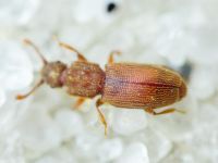 Monotoma quadrifoveolata