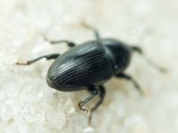 Melanobaris laticollis