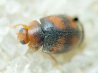 Scymnus subvillosus