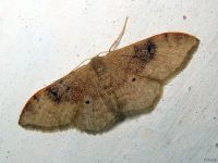 Idaea degeneraria