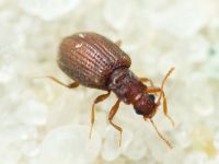 Stephostethus angusticollis