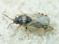 Platyplax salviae