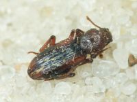 Bothrideres bipunctatus