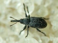 Apioninae