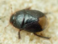 Byrsinus flavicornis