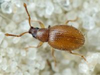 Urometopus nemorum