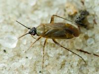 Plagiognathus arbustorum