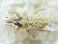 Curculionidae
