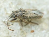 Ortholomus punctipennis