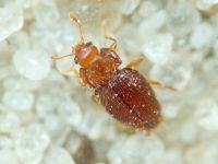 Mycetaea subterranea