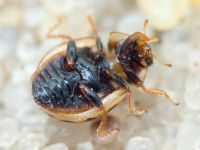 Tytthaspis sedecimpunctata